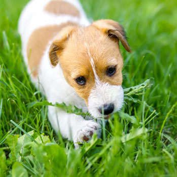 dog eating grass