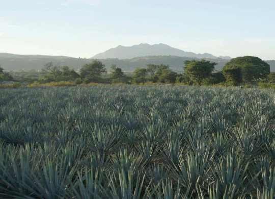 field of agave plants