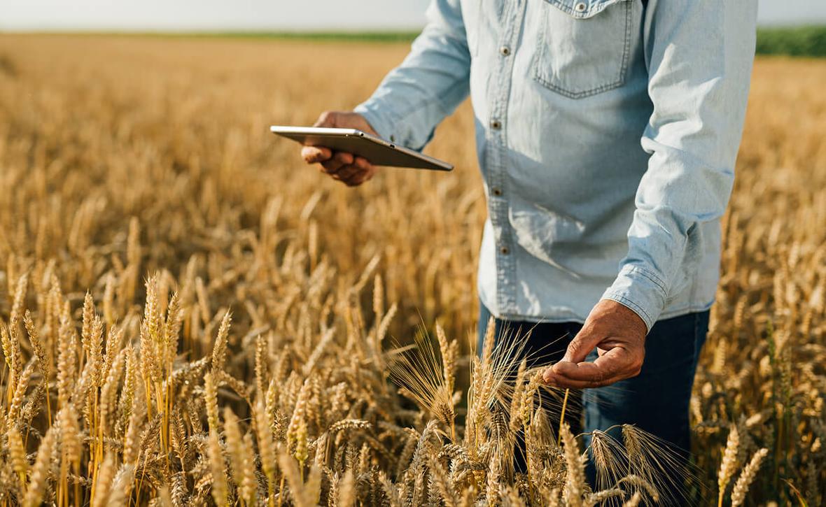 A person holding a tablet in a wheat field