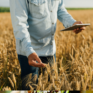 man in wheat field with tablet