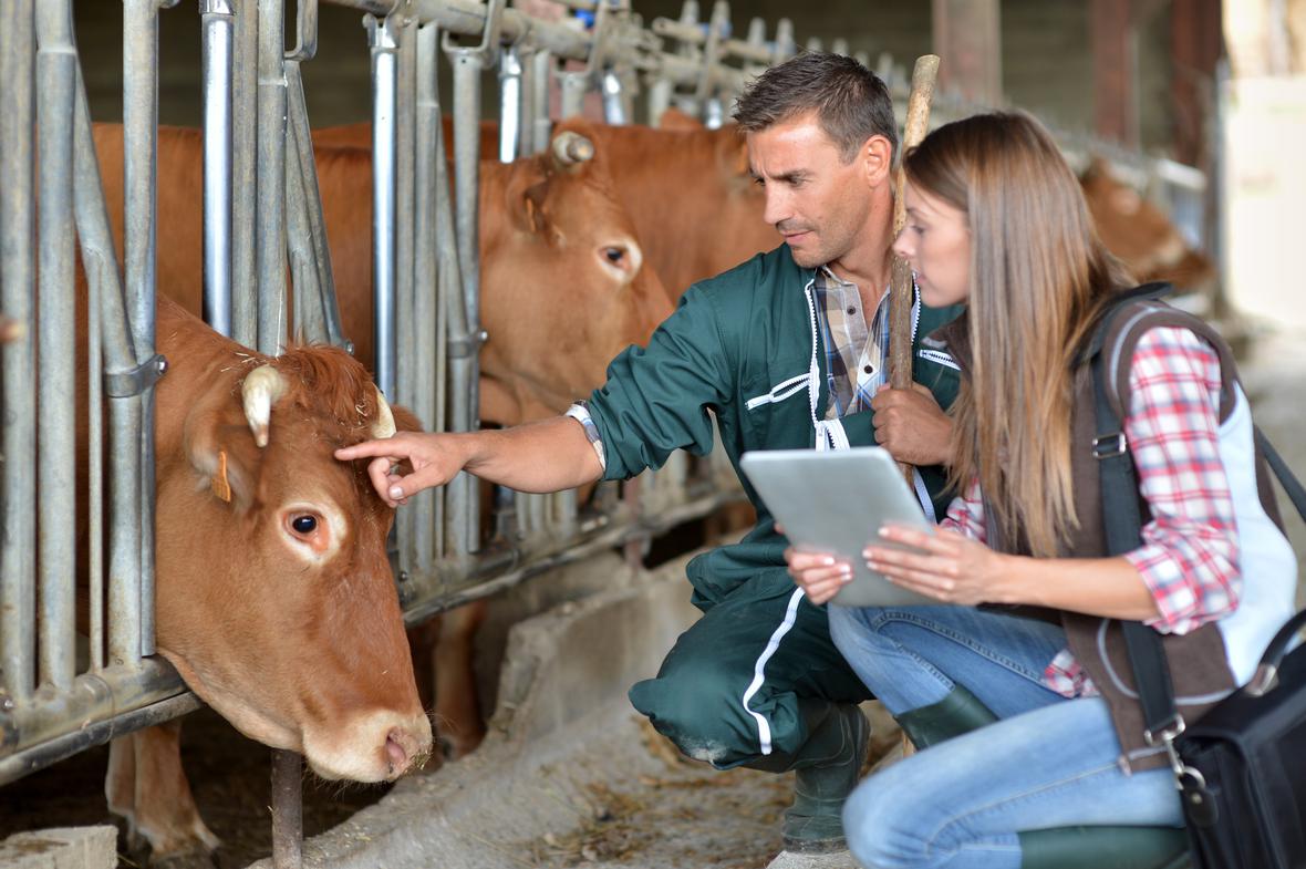 Farmer veterinarian and caws