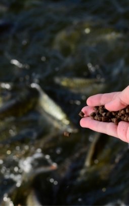 A hand of a woman feeding fish in the pond
