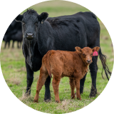 A black cow and a brown calf standing in a grassy field
