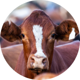 A close-up of a brown and white cow