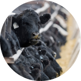 A row of black cattle at a feeding station