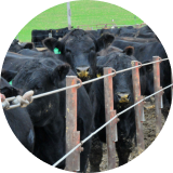 A herd of black cattle behind a fence