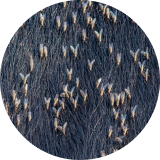 A close up of horn flies on a black cow