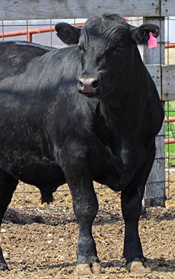 A black cow standing by a gate