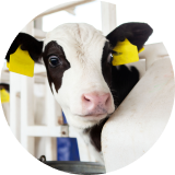 A close up of a black and white cow’s head