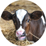 A close up of a black and white cow laying in a field