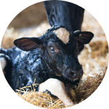 A newborn calf lying in hay by it’s mother’s feet