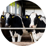 Black and white cattle in a barn