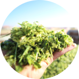 Leafy forage being held in a person’s hand looking over a field