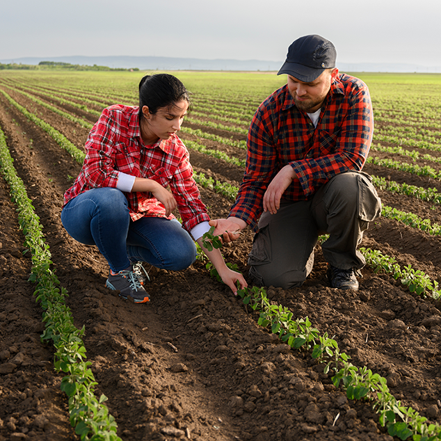 Two young farmers in a field looking at crops closely