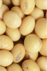 sp flours c25 image card2 NL 66435344
