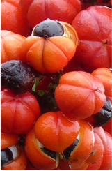 A close-up of a bunch of ripe guarana fruits.